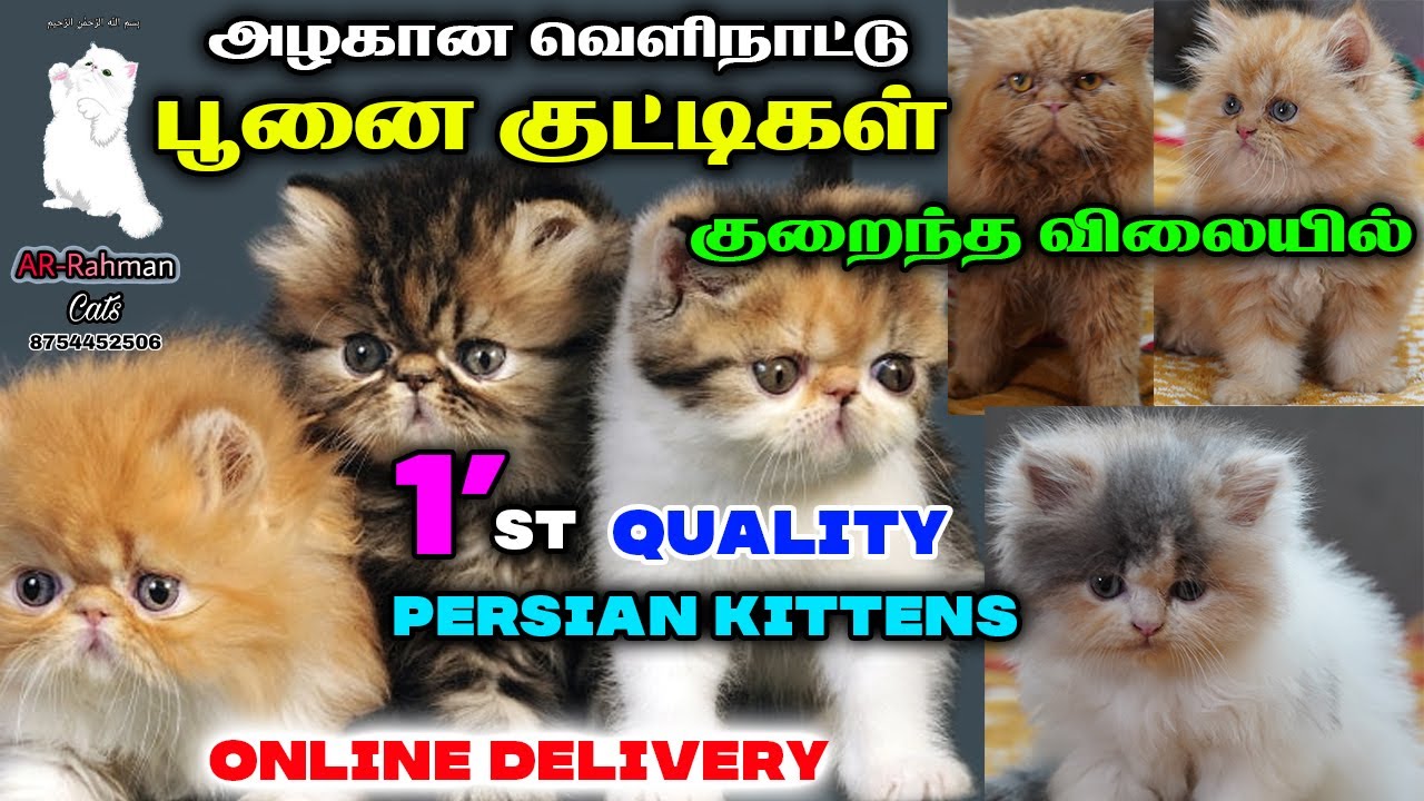 Pure Persian Kitten & cat for sales 😸/ Exotic Persian Cats | Persian Kennal/