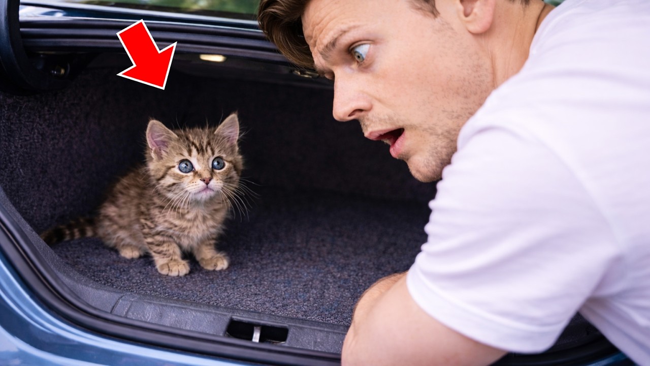 He Found a Kitten in His Trunk — The Truth Behind It Was Jaw-Dropping