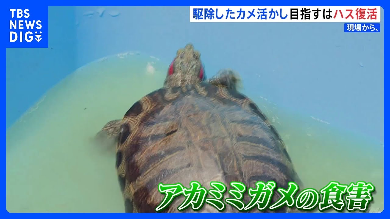 外来生物アカミミガメを肥料に　食害で消えたハス復活へ　新潟市【現場から、】｜TBS NEWS DIG