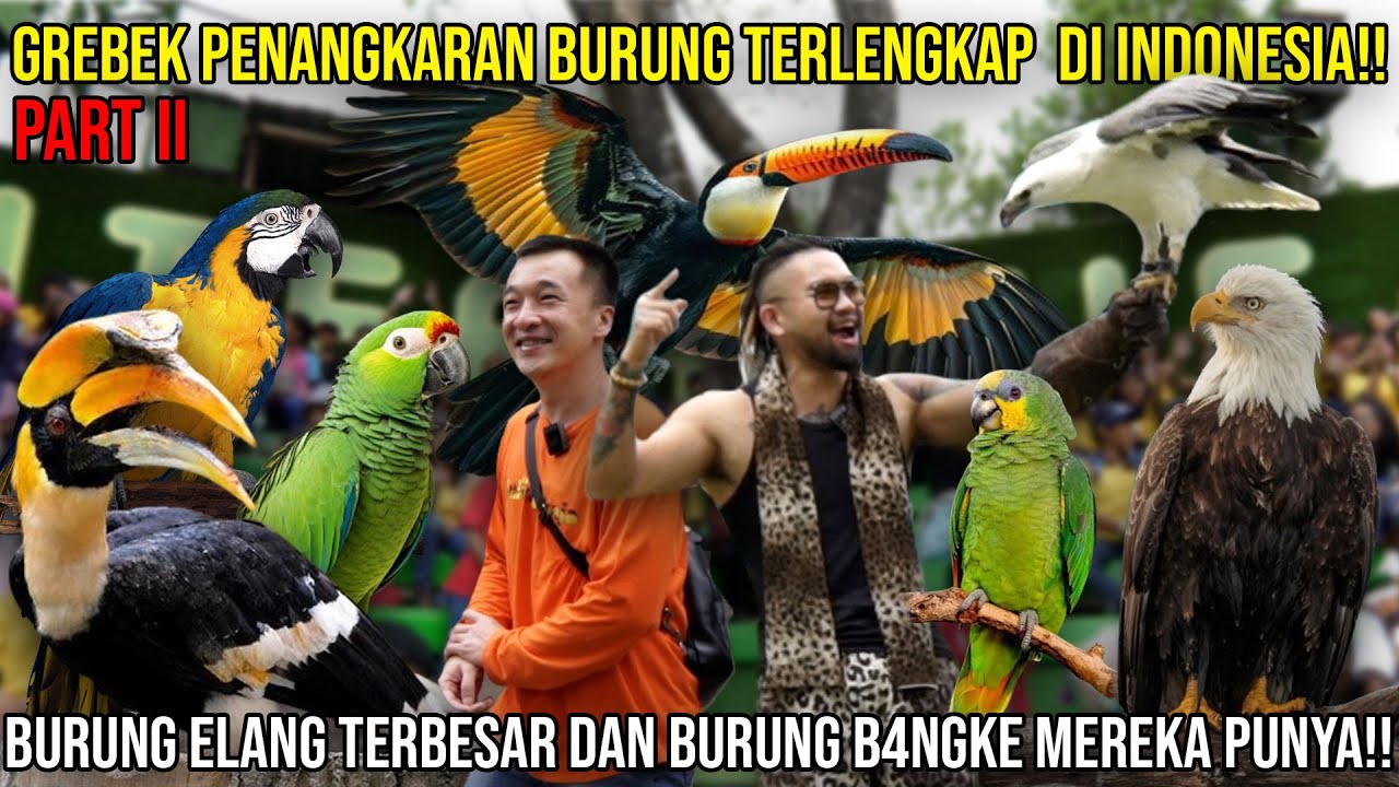GREBEK PENANGKARAN BURUNG TERLENGKAP DI INDONESIA!! ELANG TERBESAR DAN BURUNG B4NGKE MEREKA PUNYA!!