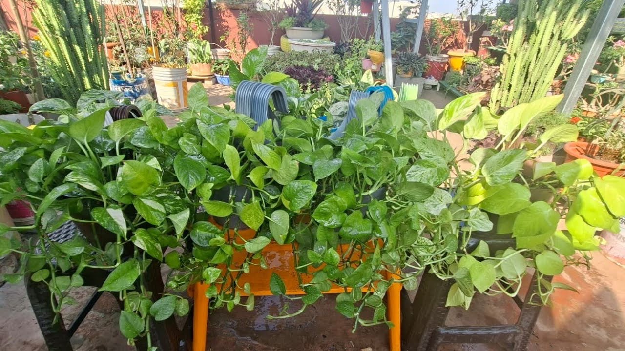 मनी प्लांट को हरा भरा  और घना कैसे बनाए? 🌿Moneyplant care Tips...Grow Like  Pro..