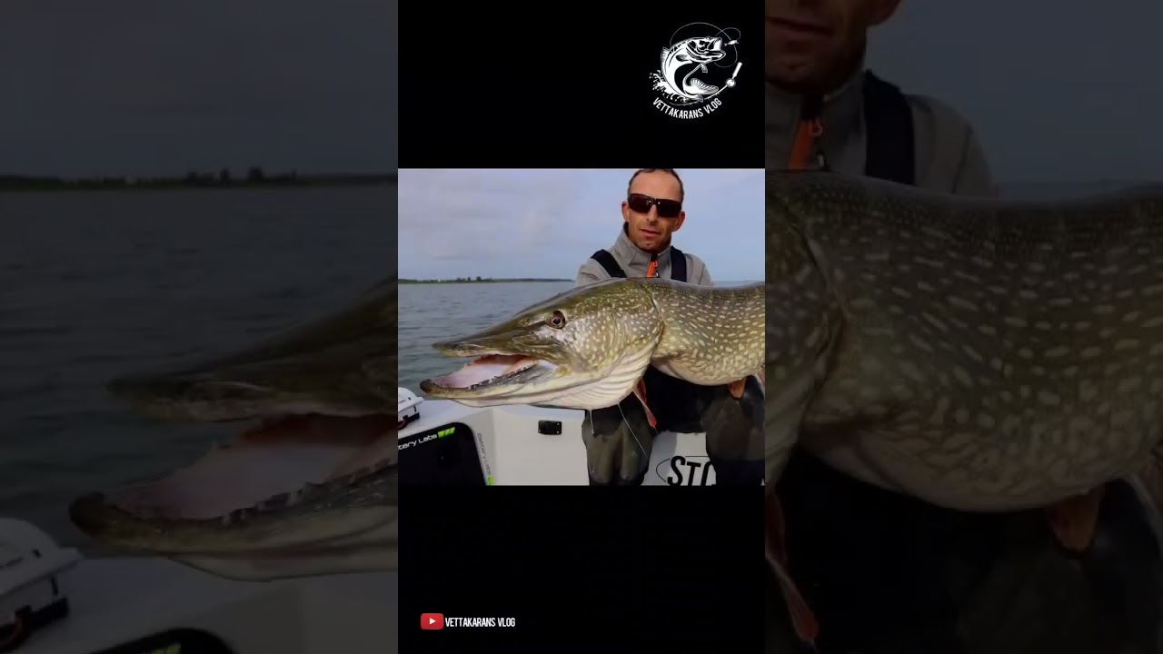 One lure that bring is great for deep water pike fishing