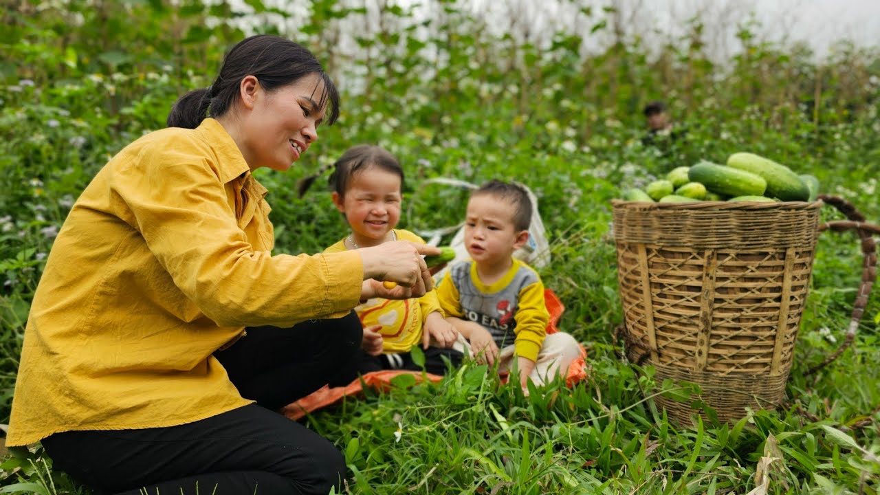 Exciting Moments: Harvesting Cucumbers and Completing the Bathroom | Lý Thị Thơm