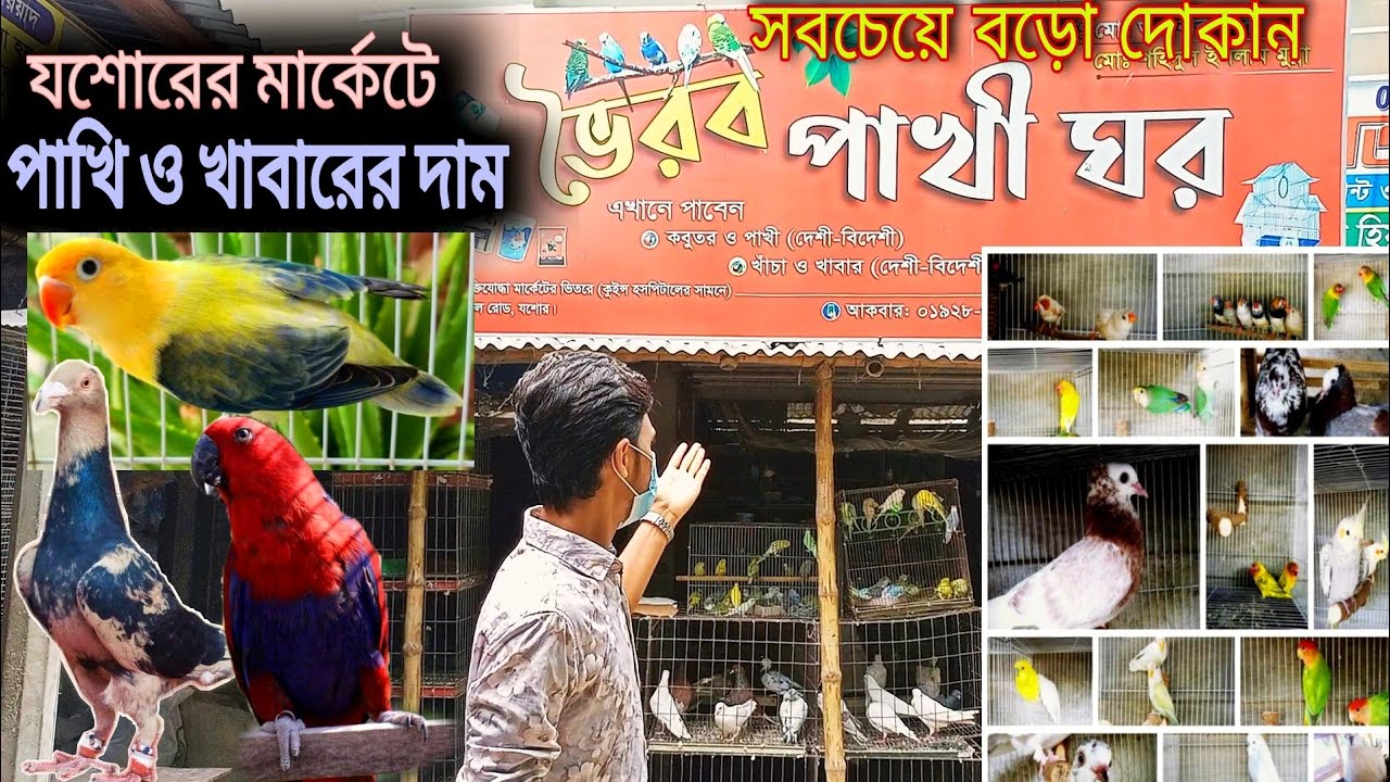 যশোরের সবচেয়ে বড়ো পাখির দোকান | পাখি ও খাবারের দাম,  পাইকারি ও খুচরা ব্যাবসায়ী। ভৈরব পাখি ঘর - যশোর