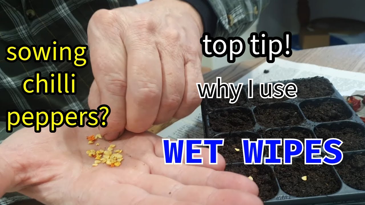 The Weird Connection Between WET WIPES and Chilli Seed Germination