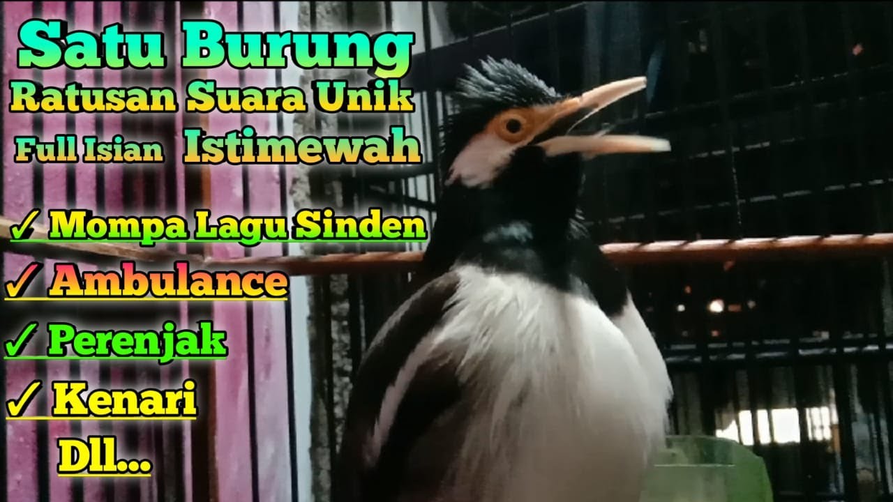 SATU Burung Jalak Suren Dengan Aneka Suara Full Isian UNIKnya Bisa Memancing Jalak Yang Belum Gacor