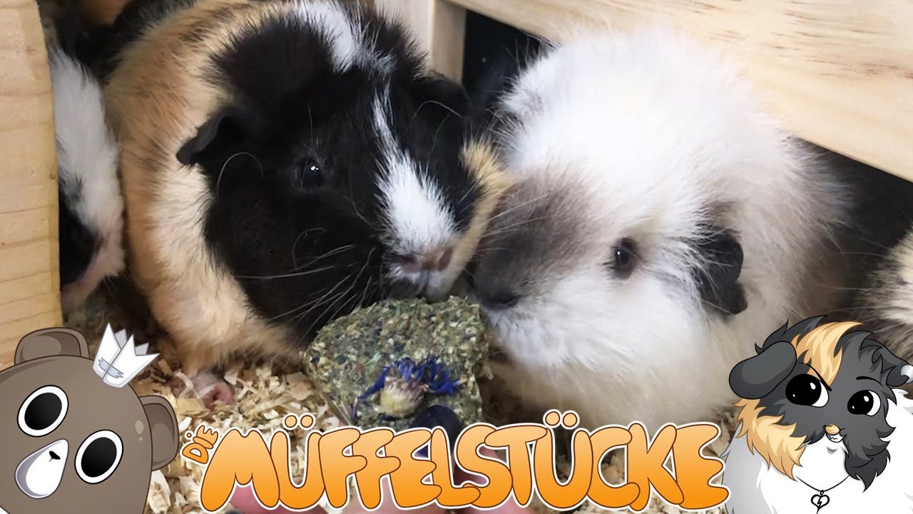 Eine Geschichte über hungrige Meerschweinchen | Die Müffelstücke