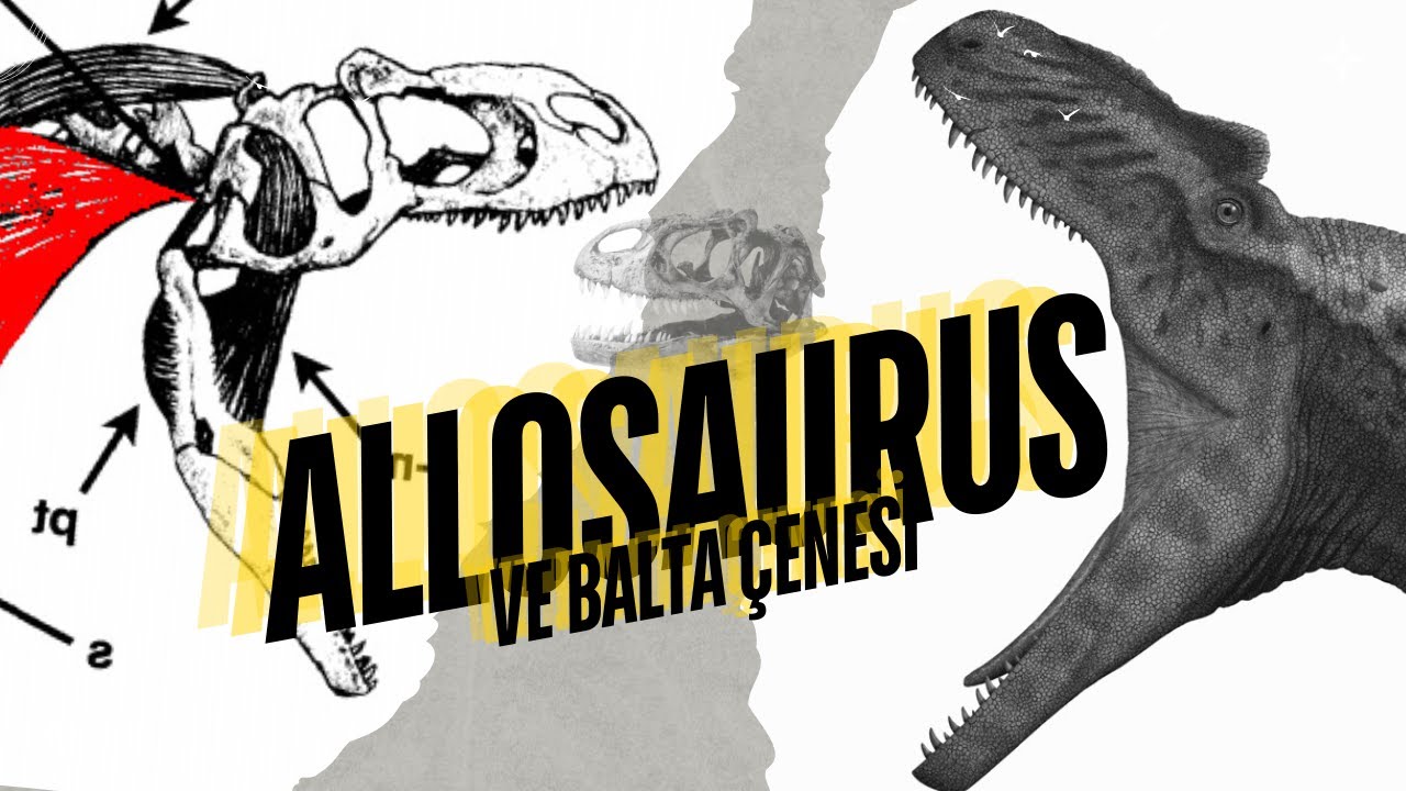 Allosaurus'un Balta Çenesi Gerçek Mi?