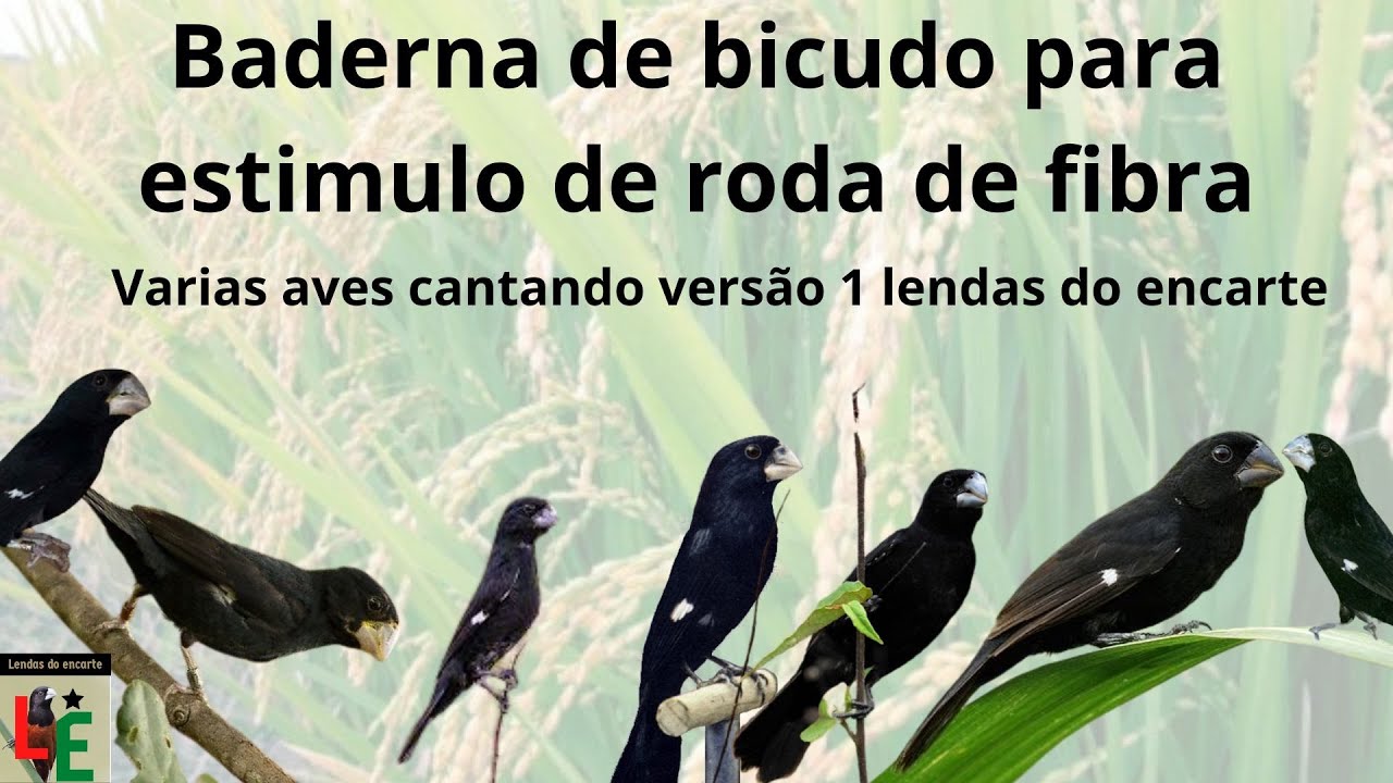 Baderna de bicudo para estimulo de roda de fibra - treine seus bicudos para os torneios