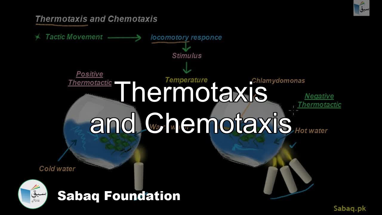Thermotaxis, Chemotaxis, Biology Lecture | Sabaq.pk