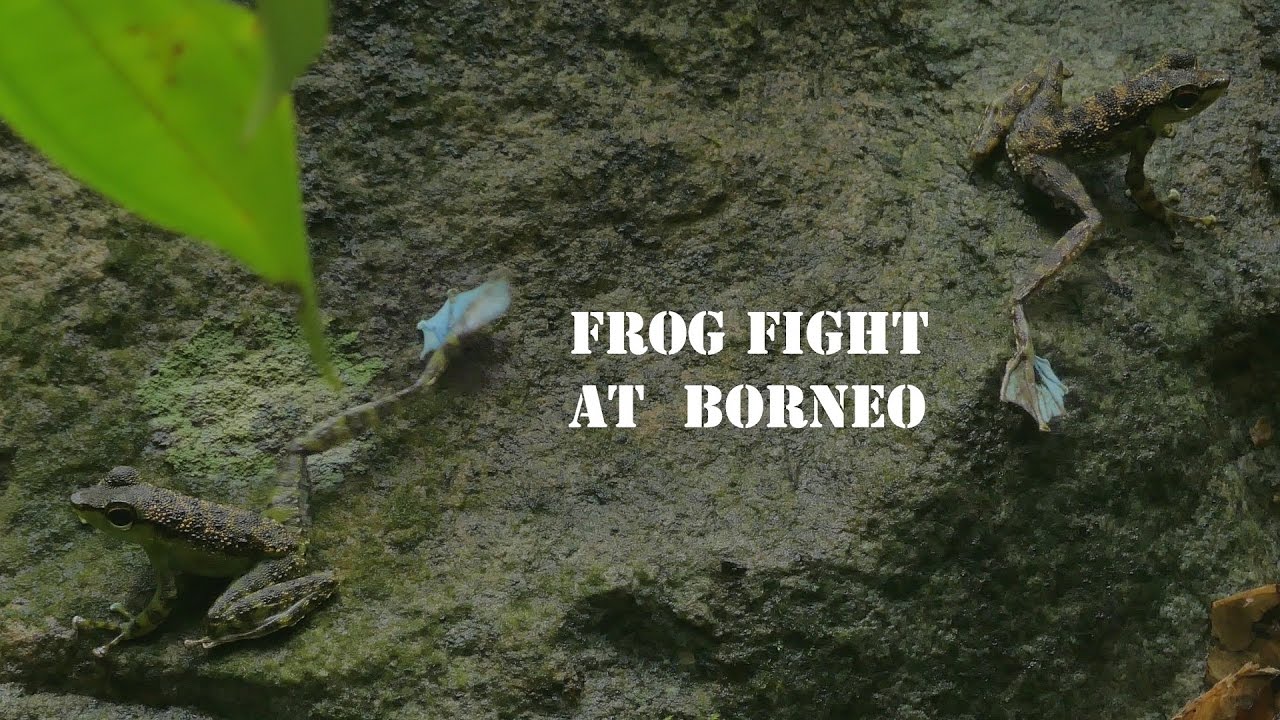 Frog Fight l Staurois guttatus l Sarawak l Borneo