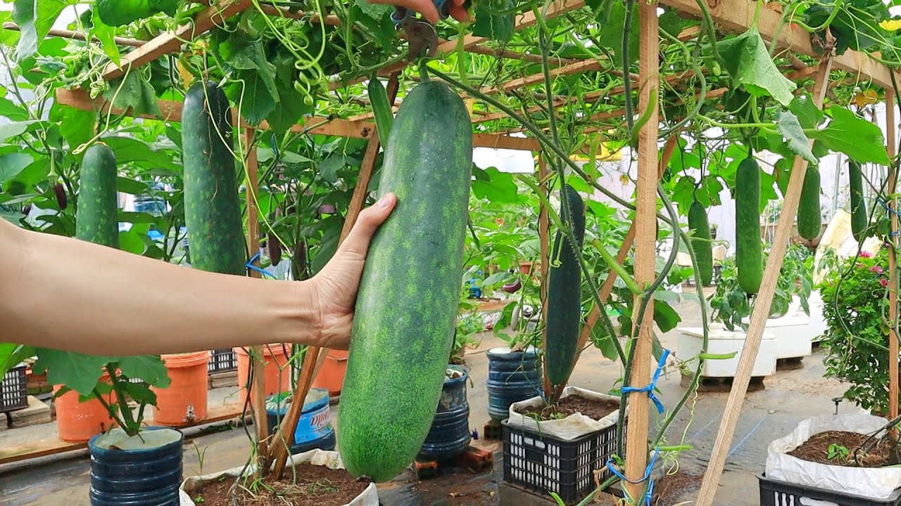 Я не могу поверить, что выращивание тыквы в пластиковой коробке дает столько больших плодов