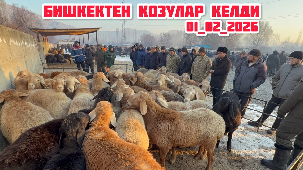 НООКАТ АРАЛ КОЙ БАЗАРЫ  / 1 февраль 2026  Жыл