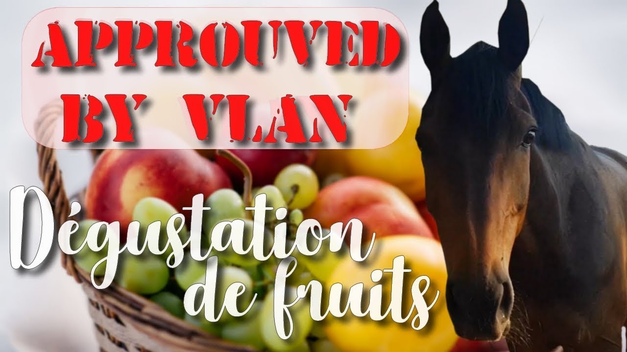 Nos chevaux goûtent des fruits ! 🍉🍌🍇🍓