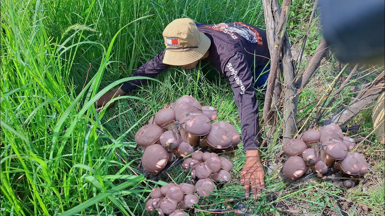 ป๊าดอลังการงานสร้าง จนตกใจ เห็ดผึ้งยูคา ออกเป็นกอๆ เยอะสุดๆ มีแต่ดอกงามๆ ขาใหญ่ๆ หมานสุดๆ 14/มี.ค/69