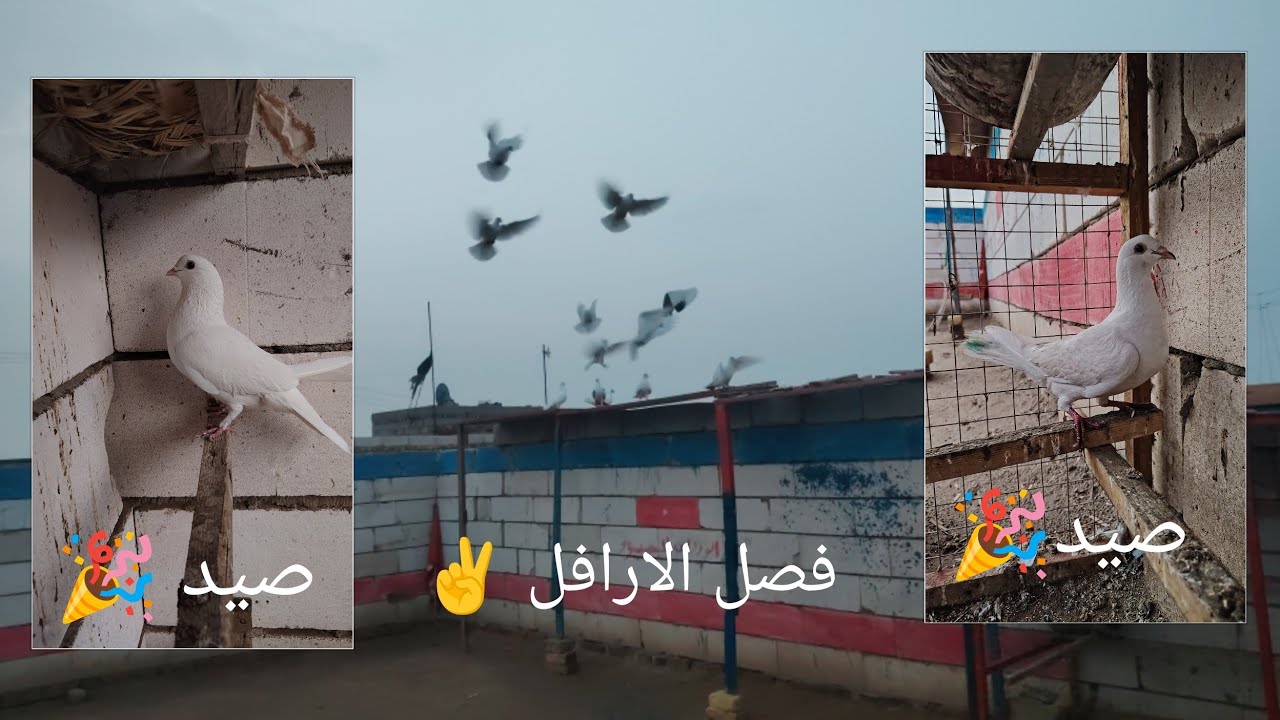 فيدو اليوم قمبله💪صيد دبل ✌️وفصل الارافل و حط زاجل مال فكه وطار 😢و اخبار مفرحه 😍