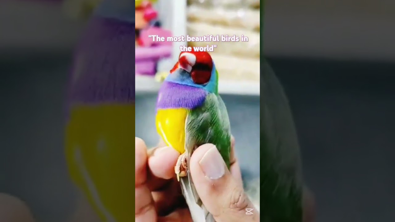 The most beautiful birds in the world🐦 #love#funny#cute #birdstagram#birdlives #birdlove#shorts