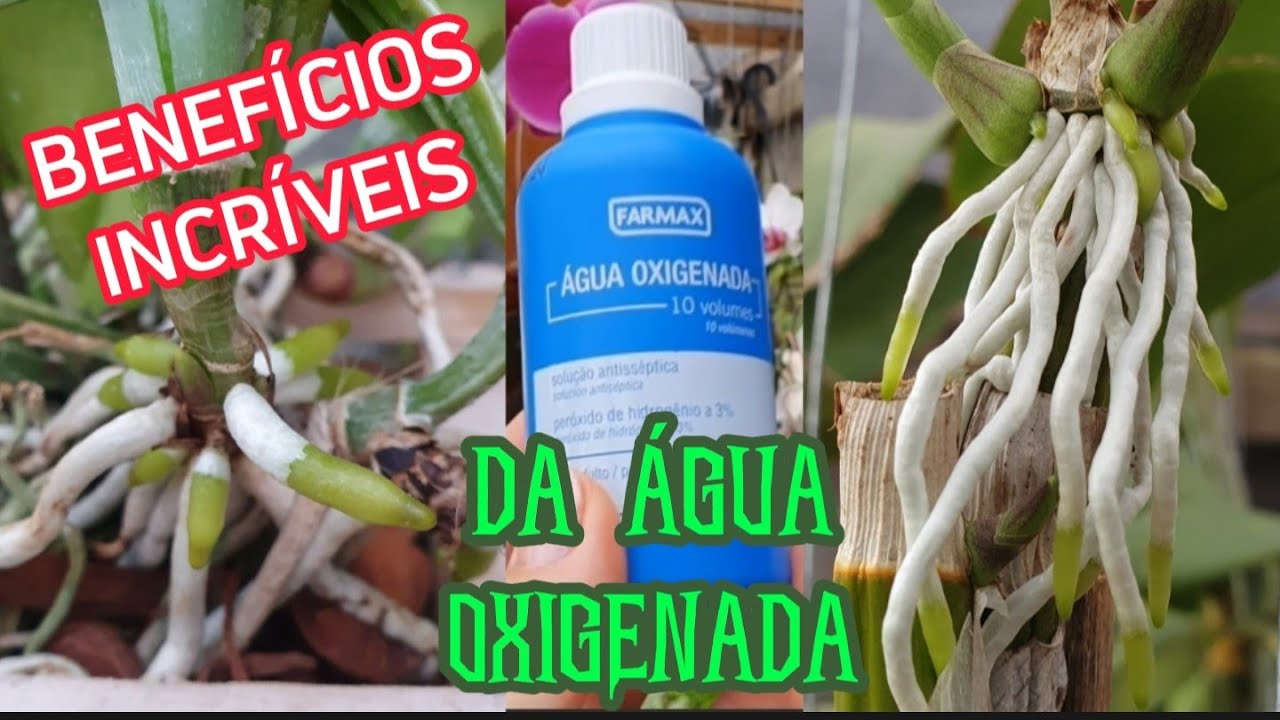 VEJA  os BENEFÍCIOS da ÁGUA OXIGENADA e COMO ela PODE AJUDAR sua ORQUÍDEA.#aguaoxigenada#beneficios
