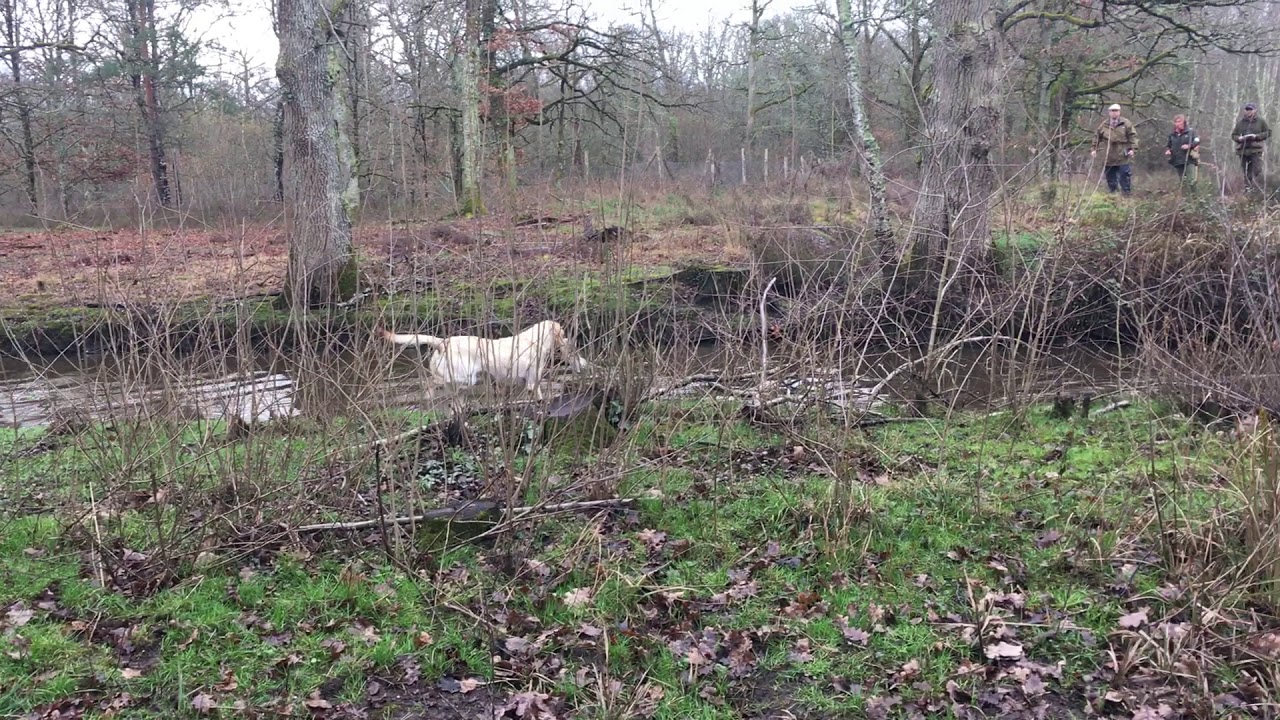 Acs Field Trial Retriever Open 2020 vid&eacute;o 4