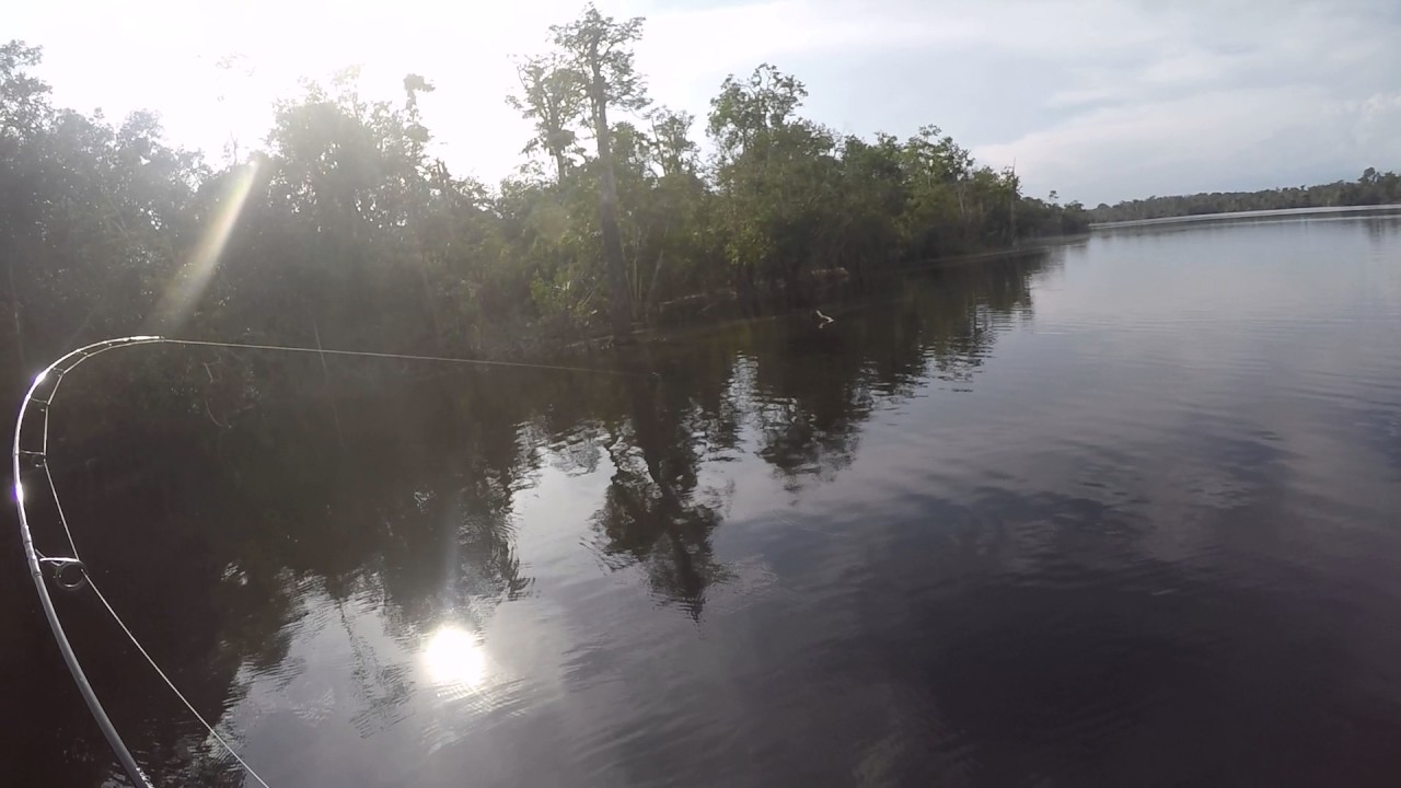 Grosse casse au jig sur un peacock bass surpuissant , Rio Negro Br&eacute;sil 6.0 - go pro HD
