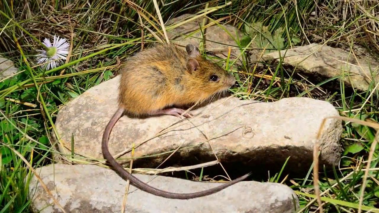 Tracking Big Feet - Using track plates to survey New Mexico meadow jumping mice