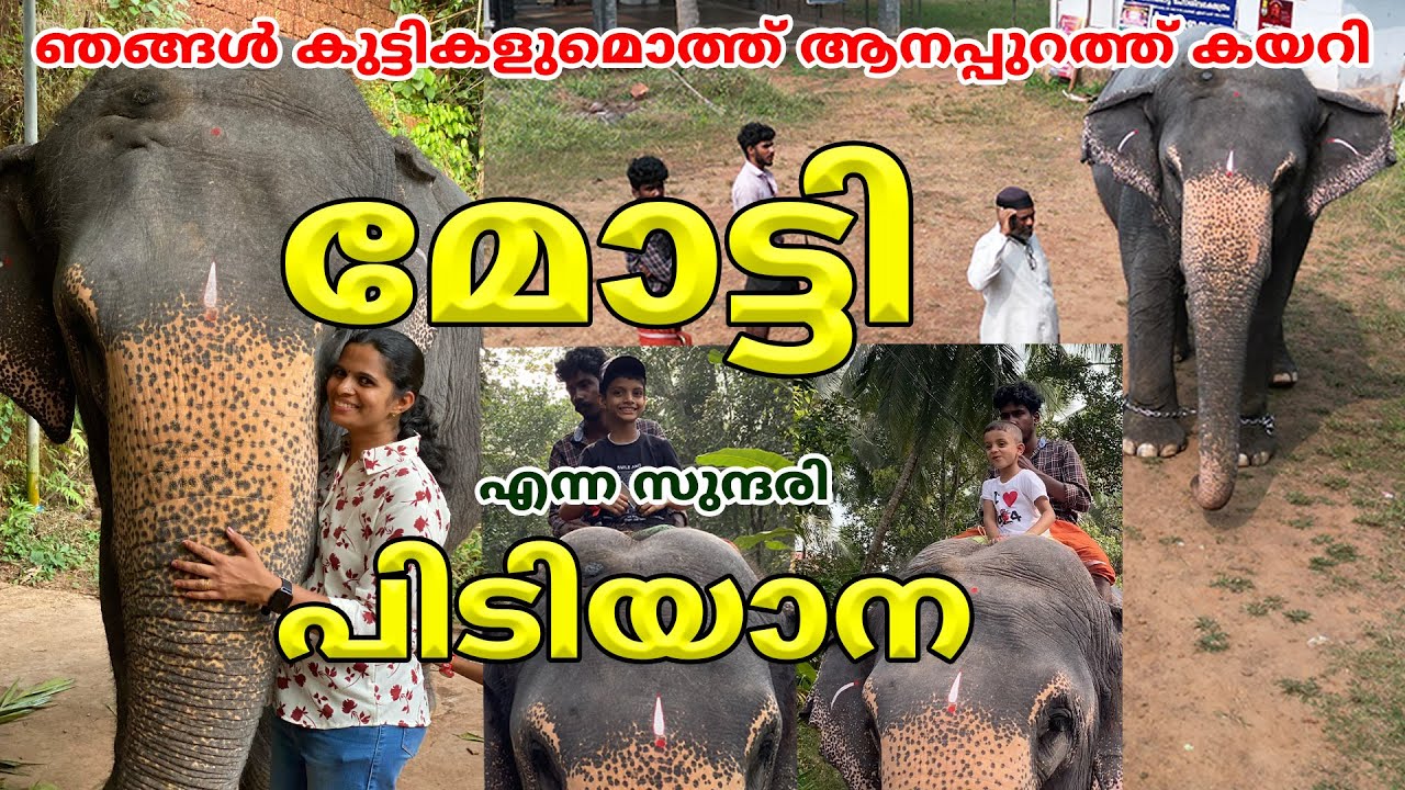 മോട്ടി എന്ന സുന്ദരി പിടിയാന ഞങ്ങൾ കുട്ടികളുമൊത്ത് ആനപ്പുറത്ത് കയറി  #elephant #forest #calicut