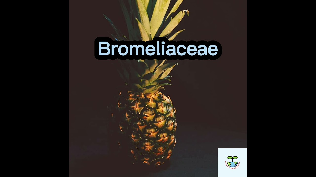 Classification of Pineapple(Ananas)