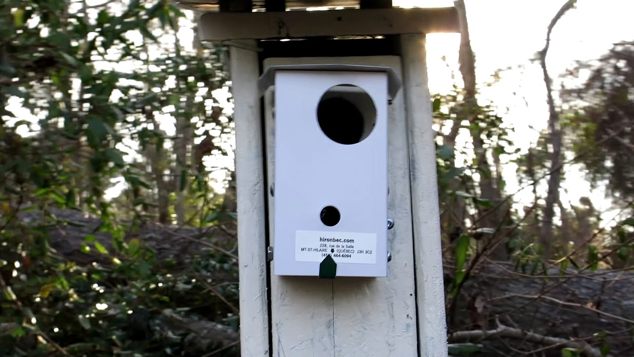 Hironbec Pendulum anti HOSP device for bird nest boxes First Look