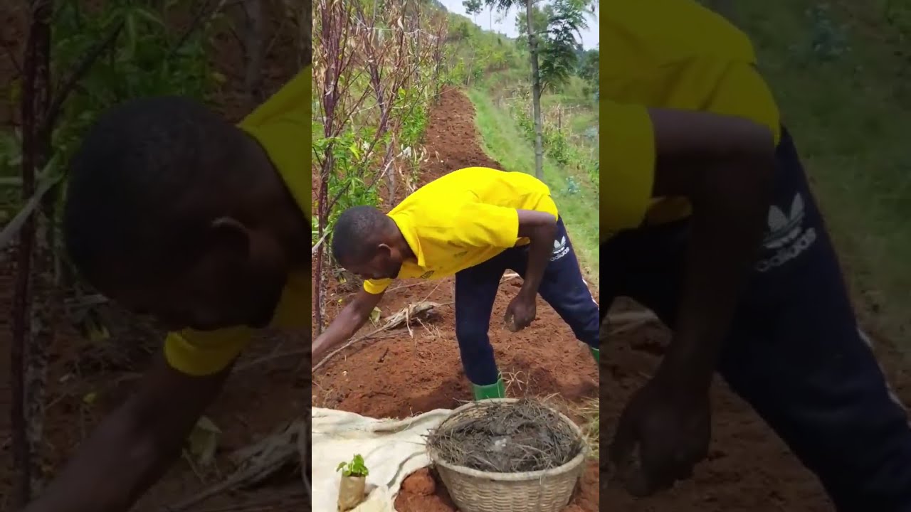 MENYA UBURYO WAHINGA AMATUNDA / PASSION FRUITS UKAZAYASARURAMO  MENSHI MU GIHE KIREKIRE .