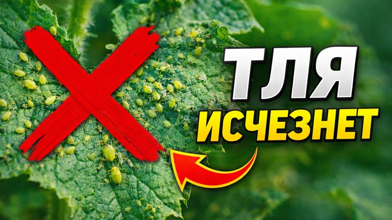 Тля исчезнет за ночь: два растения которые защищают огурцы