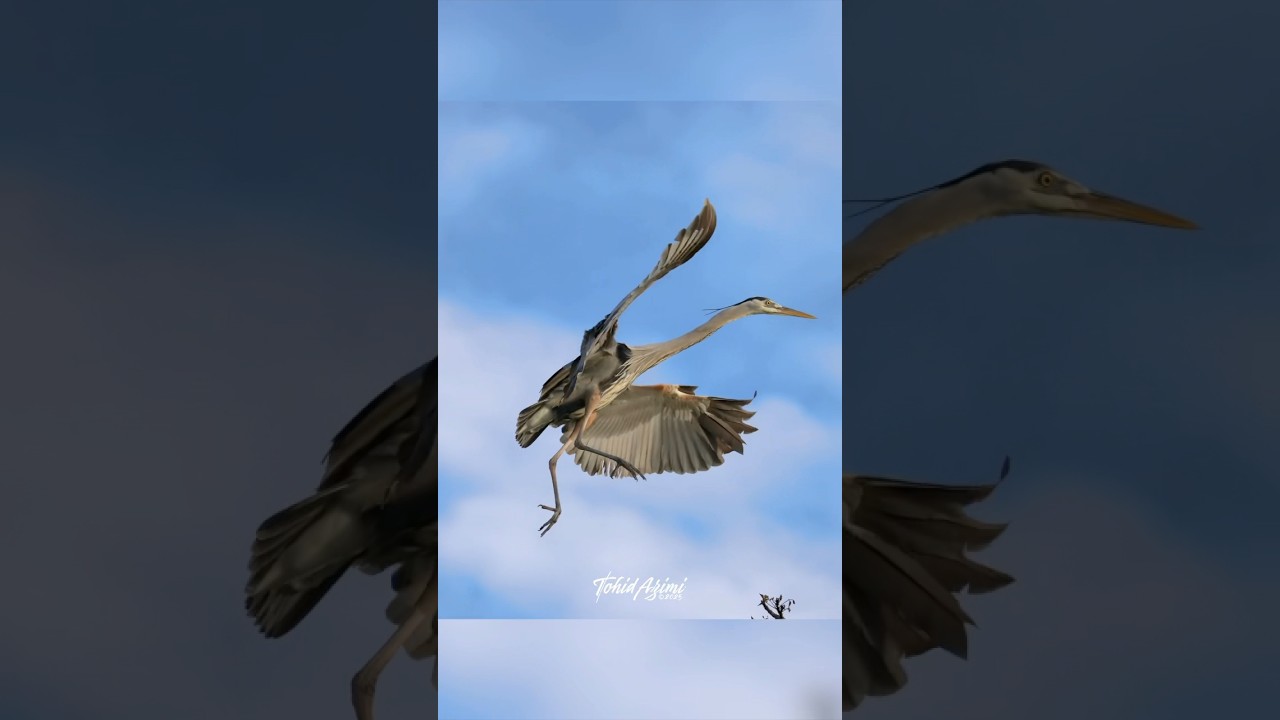 Blue Heron landing elegantly and smoothly ...#blueheron #elegant #wildlife #beautiful