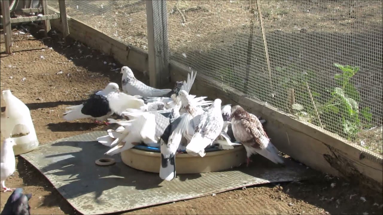 Iranian High flying Pigeons, #Pigeons​ #Irani​​​#Tehrani​​​ #Kabootar​​​#Kaftar​​​​​​#milobazi​​​ .