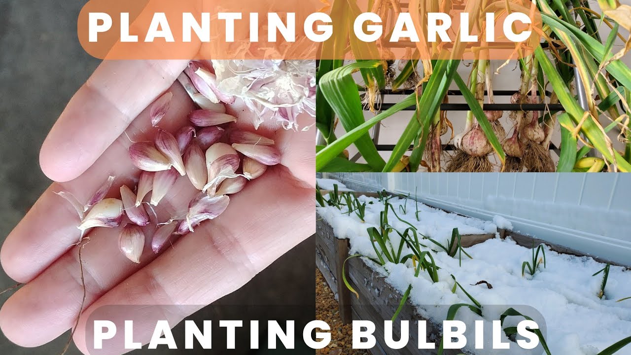 Grow Garlic from Bulbils 🧄