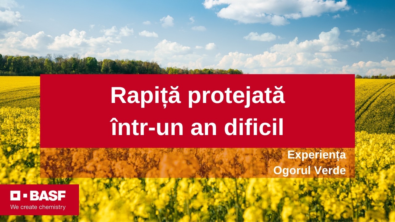 Fungicidul Pictor® Revy la cultura de rapiță, rezultate din ferma Ogorul Verde, Tulcea