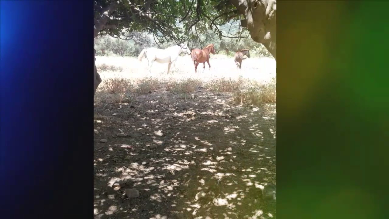 נ נח נחמ נחמן. ישיבה רבי עמוס. שליט