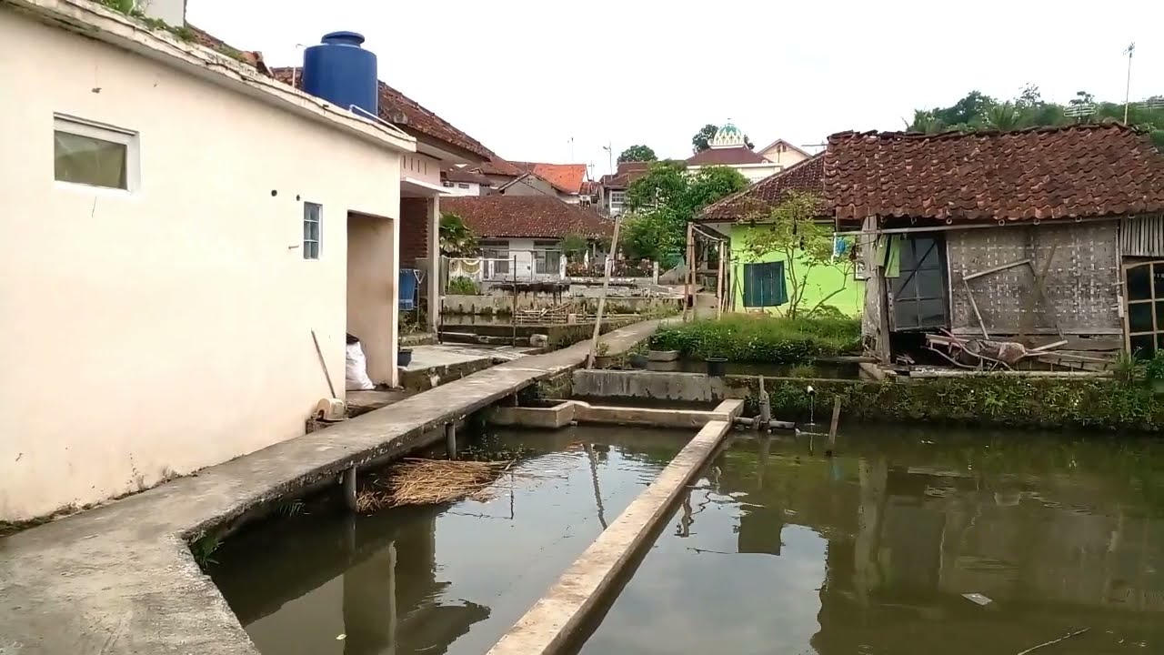 SUASANA KAMPUNG YANG SANGAT INDAH