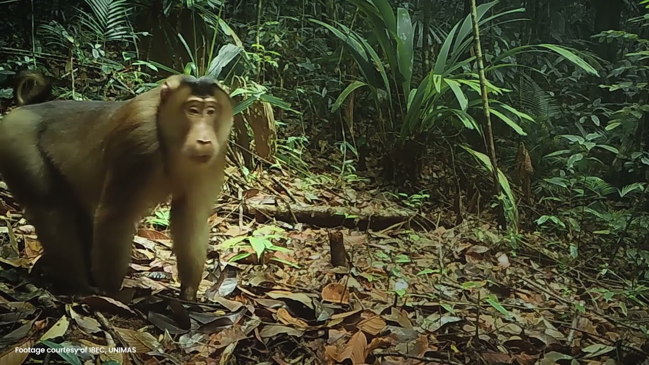 Lambir Hills National Park