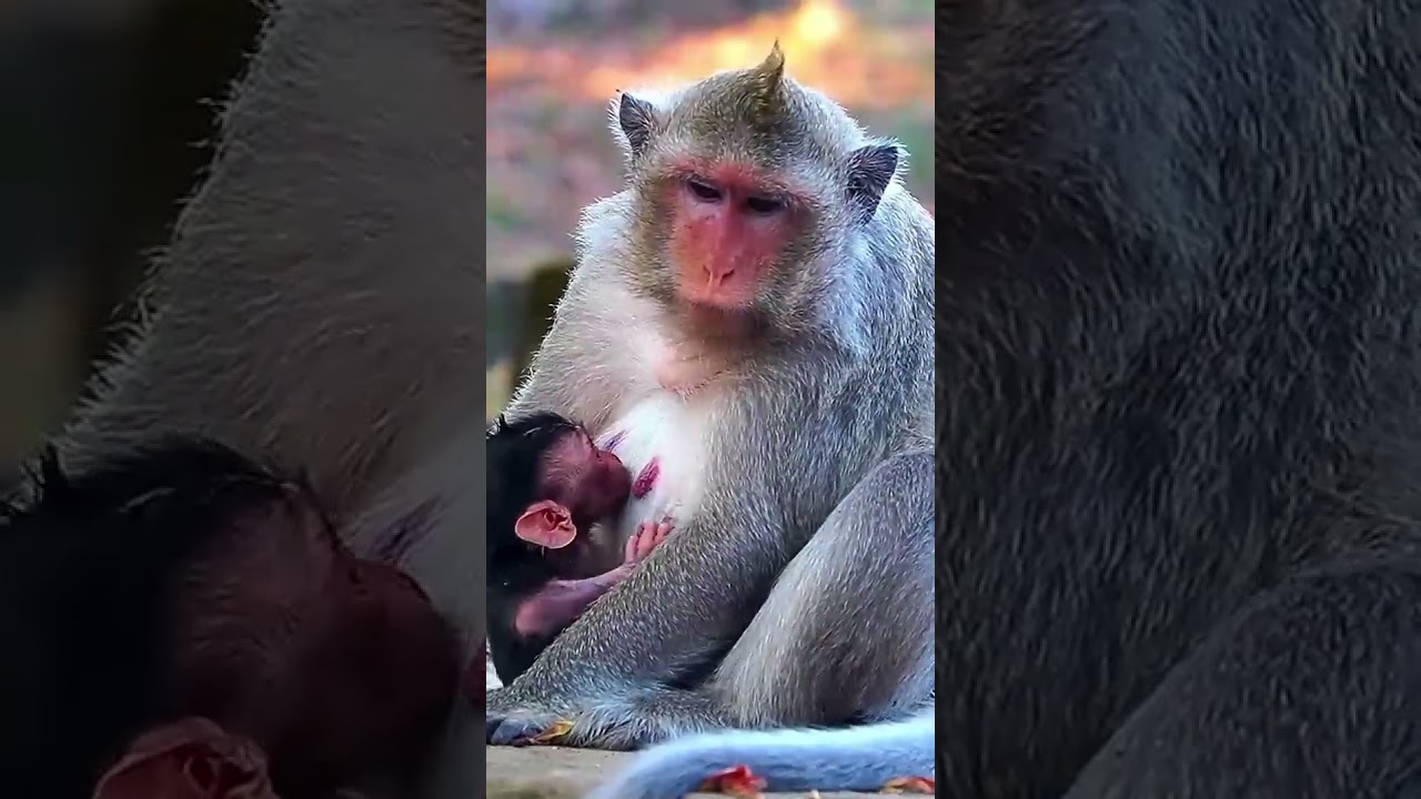 Newborn BABY MOnkey Bessie  