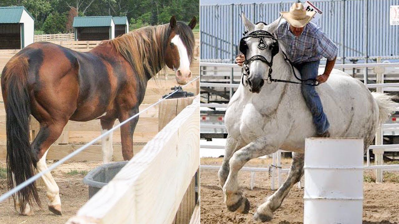 Horse SOO Cute! Cute And funny horse Videos Compilation cute moment #62