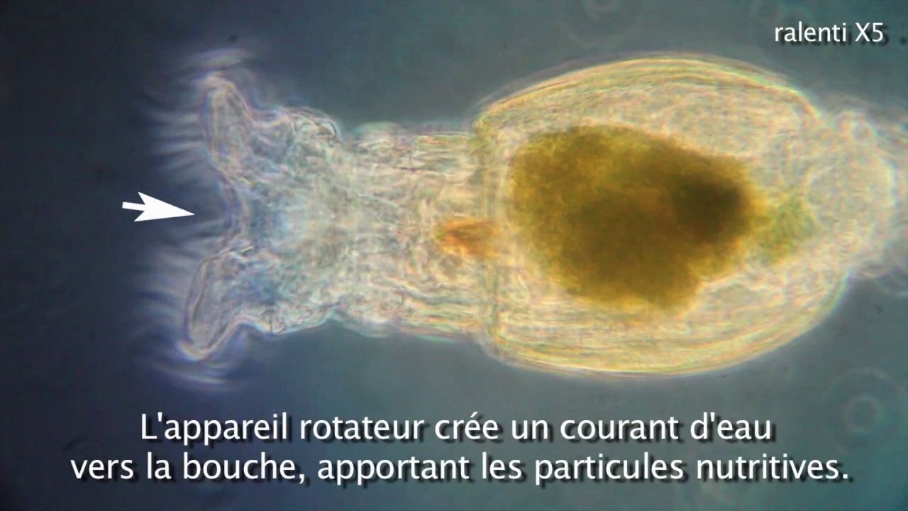 Les Rotifères, 1ère partie