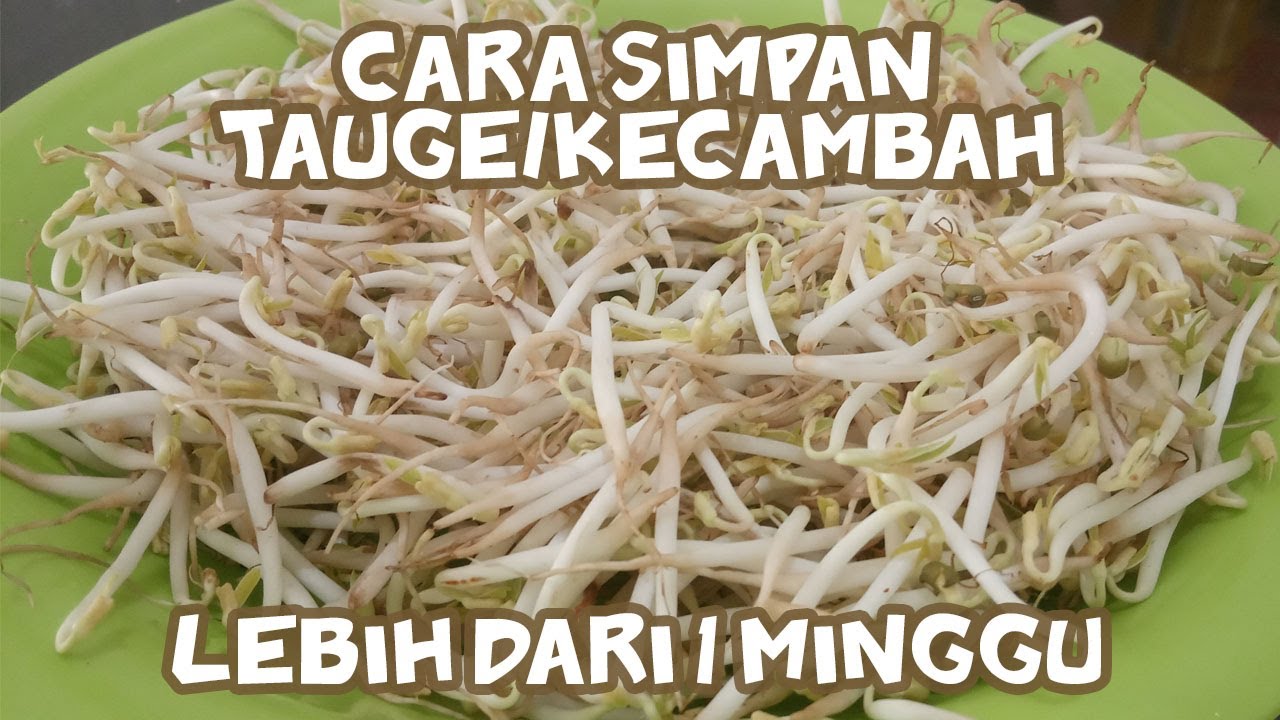 Cara Menyimpan Tauge/Kecambah Supaya Awet Lebih Dari 1 Minggu