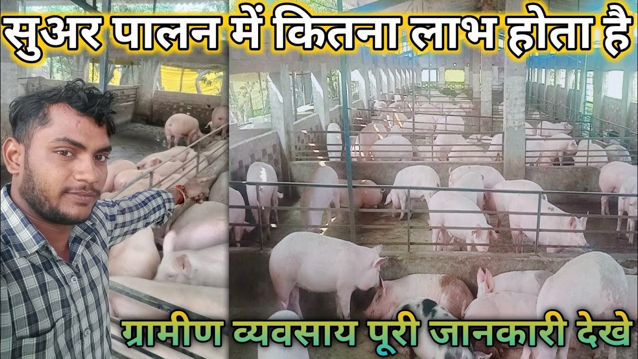 सुअर पालन में कितना लाभ होता है | How Much Profit In Pig Farming | Pig Farm Profit Or Loss | #pig 