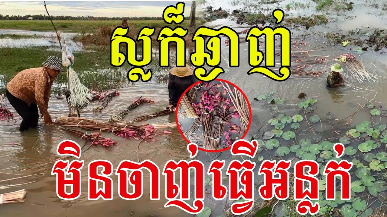 លុយហែលពេញទឹក ដាំតែម្ដងបេះបានពេញ១ឆ្នាំ