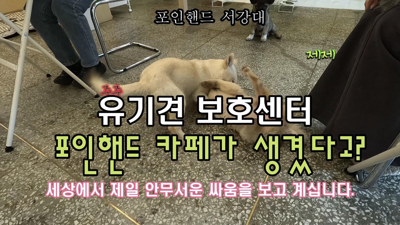 서울에 유기견보호센터 포인핸드 카페가 생겼습니다.