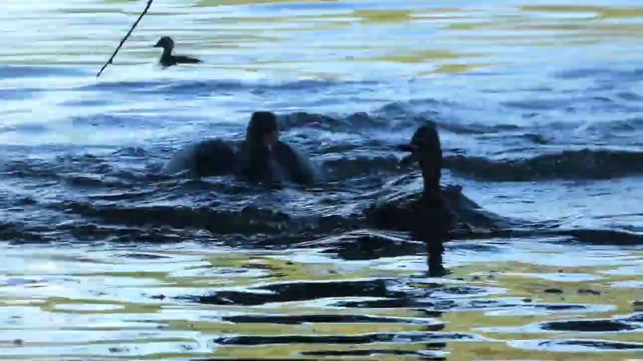 Nilgans zerst&ouml;rt eine Stockente Familie Friedrich Ebertpark - Ludwigshafen am Rhein