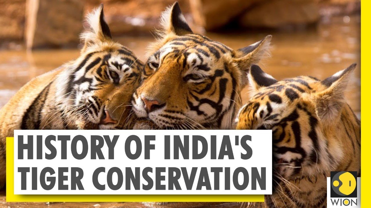 International Tiger Day 2020: India's story of successful conservation of top carnivorous | Big cats