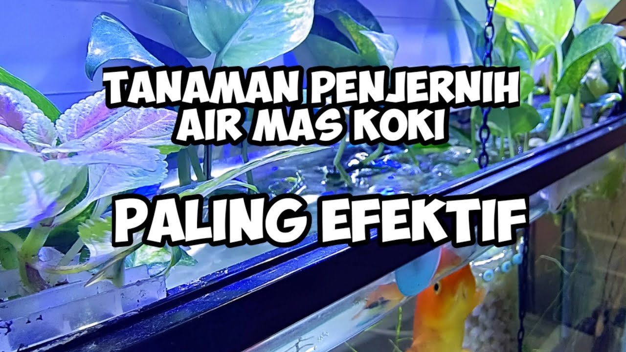 Sirih Sri Gading - Tanaman Pembersih Air Aquarium Mas Koki