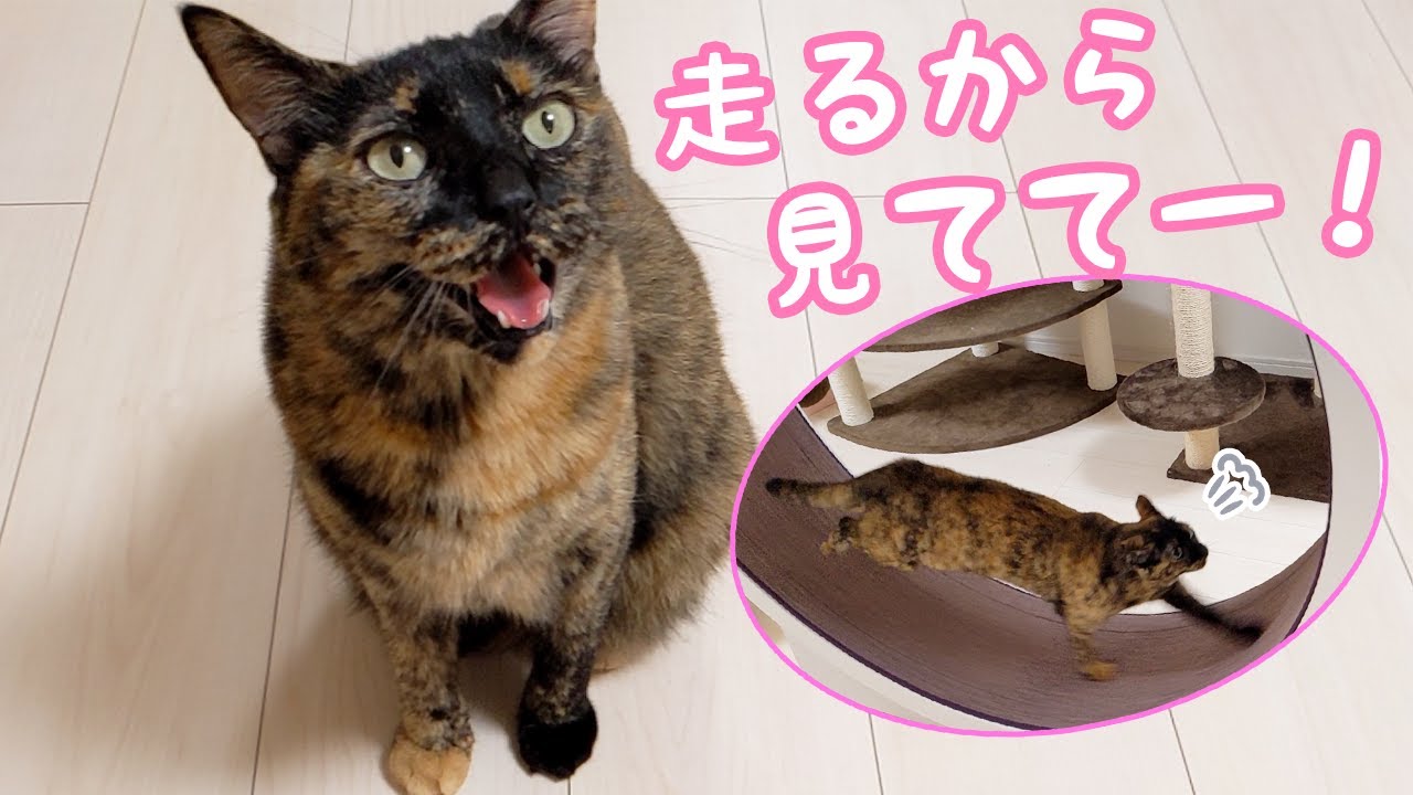 お風呂上がりの娘に喋って走るサビ猫のルーティンがこちら！
