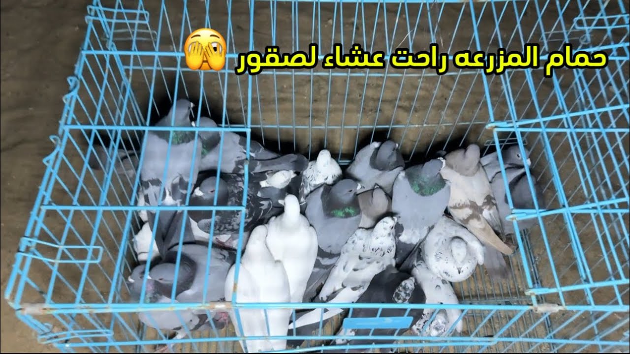 فيديو متنوع وتطور رهيب بالمزرعه 👌✅