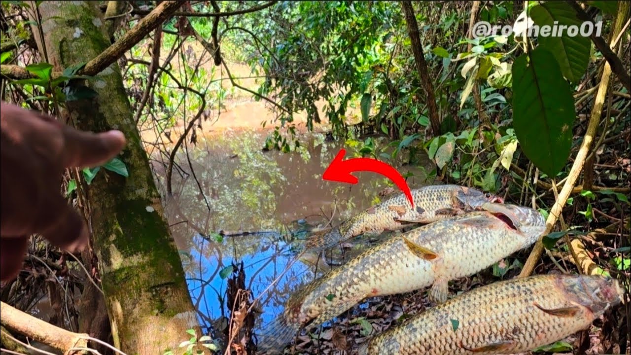 ENCONTREI UM POÇO CHEIO DE TRAÍRA 😮 Essa pescaria de hoje foi TOP || Perdi muita traíra....